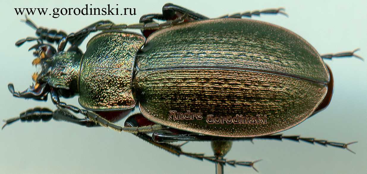 http://www.gorodinski.ru/carabus/Rhigocarabus sanggarparensis.jpg